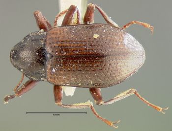 Media type: image;   Entomology 24459 Aspect: habitus dorsal view